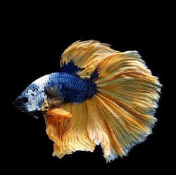 Black Samurai, Ikan Cupang Langka Bernilai Fantastis