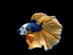 Black Samurai, Ikan Cupang Langka Bernilai Fantastis
