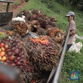 Fenomena Penyerobotan Lahan oleh Sawit, Berapa Kerugian Negara?