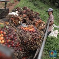 Harga Komoditas Lesu, Saham CPO Makin Loyo : Serok atau Wait & See?