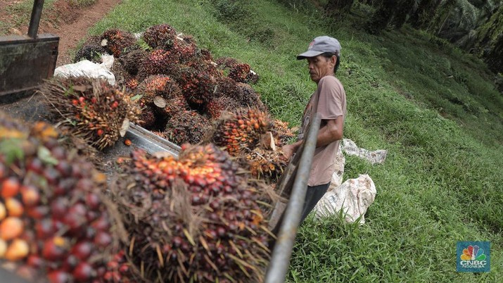 Ilustrasi kelapa sawit. (CNBC Indonesia/Muhammad Sabki)