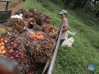 Fenomena Penyerobotan Lahan oleh Sawit, Berapa Kerugian Negara?