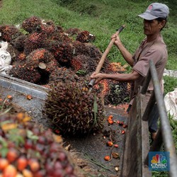 BWPT Sukses Raih Pendapatan Rp 1 T di Kuartal I-2023