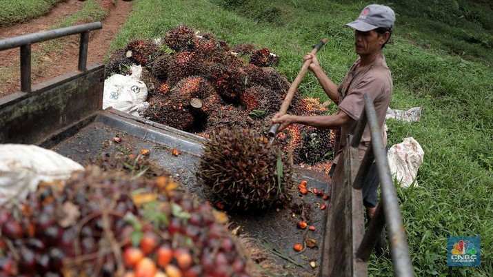 Ilustrasi kelapa sawit. (CNBC Indonesia/Muhammad Sabki)