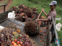 3 Hari Harga CPO Naik Terus, Tanda Sahamnya Bisa Bangkit?