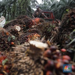 Covid-19 Melesat, CPO Terlempar dari RM 4.000/Ton
