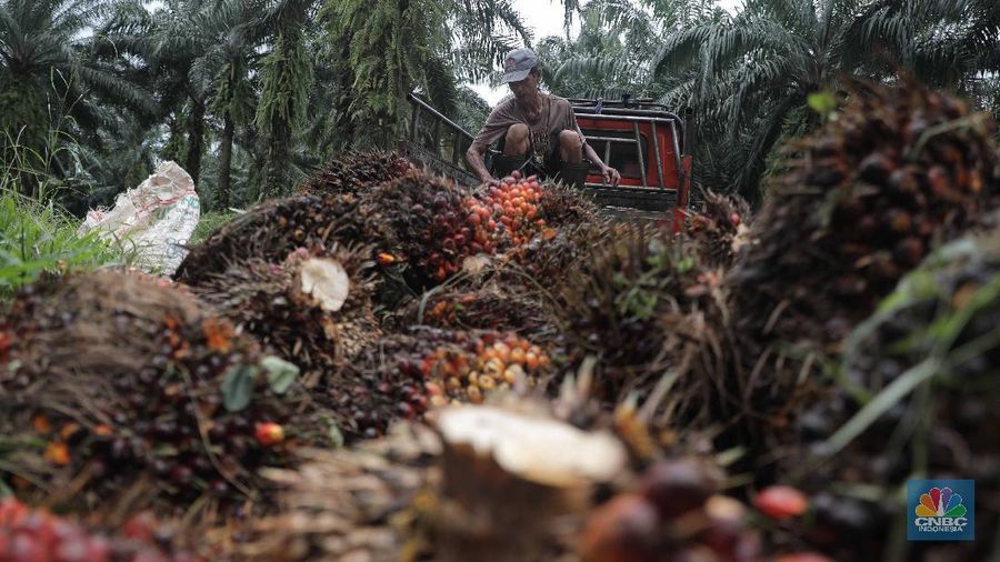 Ilustrasi kelapa sawit. (CNBC Indonesia/Muhammad Sabki)