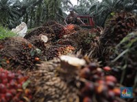 Harga CPO Tinggi, Moody's Pertimbangkan Pangkas Rating TBLA