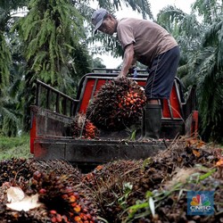 Selamat Tinggal Era Minyak Sawit Murah, Izinkan RI Berpesta