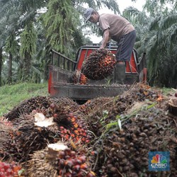 Bisakah Harga Sawit Naik Lagi? Kok Rada Susah Nih...
