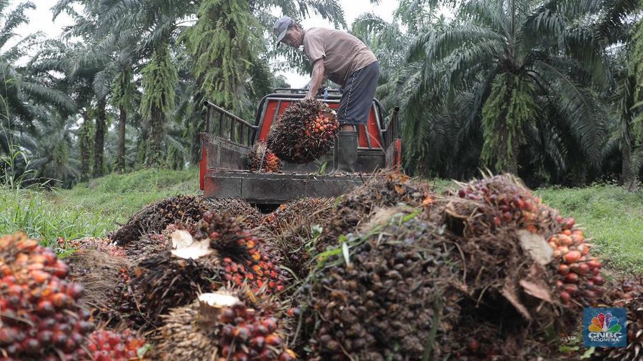 Ilustrasi kelapa sawit. (CNBC Indonesia/Muhammad Sabki)