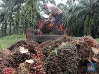 Gagah! Reli Harga CPO Didukung Fundamental