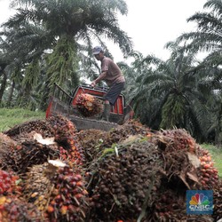 Perlahan Tapi Pasti, Harga CPO Nanjak Lagi!