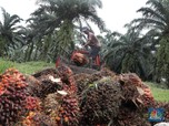 Miris Petani Sawit! Harga Pupuk Terbang, Harga TBS 'Melempem'