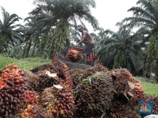 Perlahan Tapi Pasti, Harga CPO Nanjak Lagi!