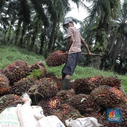 Harga CPO To the Moon Lagi, Eh..Harga Saham Produsen Nyungsep