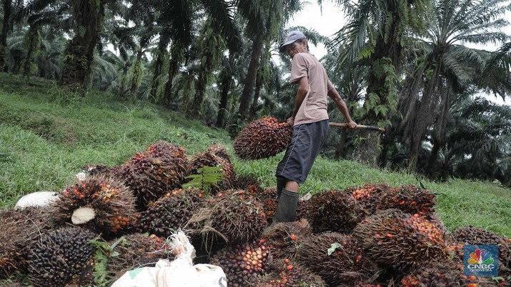 Ilustrasi kelapa sawit. (CNBC Indonesia/Muhammad Sabki)