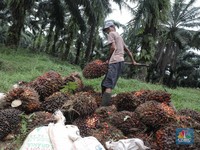 Kejar Target Reforma Agraria 4,1 Juta Ha, KLHK Lakukan Ini!