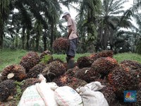 Wow! Harga CPO Terbang, Sekarang Tembus RM 3.700/ton