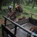 Harga CPO Berhasil Melesat dan Sentuh Rekor Tertinggi Barunya