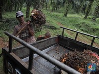 Satu Kata Buat Harga CPO: Madesu!