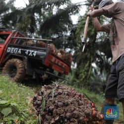 Harga CPO Turun? Tenang, Masih Bisa Naik Lagi Kok...
