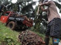 Harga CPO Hari Ini Boleh Turun, Tapi Nanti Bisa Naik Lagi!