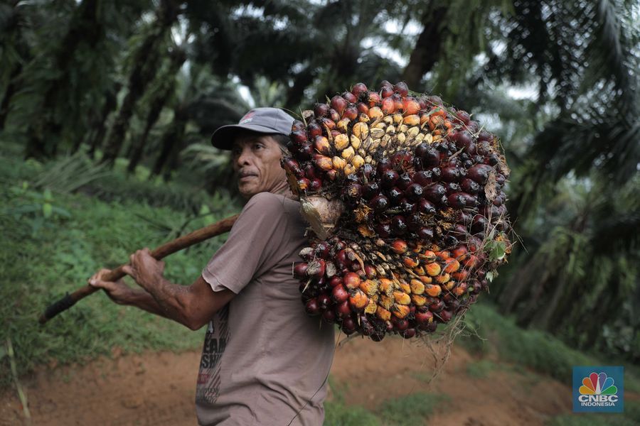 Ilustrasi kelapa sawit. (CNBC Indonesia/Muhammad Sabki)