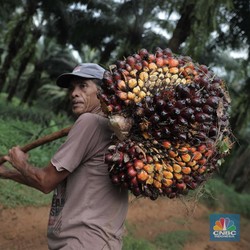 Bukti Pengusaha Sawit Makin Kaya, Laba AALI-LSIP-TAPG Kompak Moncer!