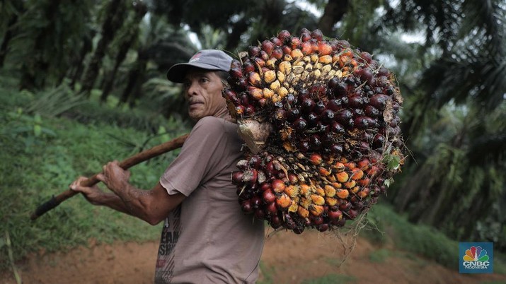 Breaking News: Harga CPO Meroket 6,11% ke MYR 4.046/Ton!