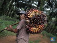 Harga CPO Udah Nanjak 4 Hari! Siap-Siap Bos Sawit Makin Cuan