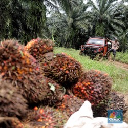 Harga Makin Moncer, Ini 5 Konglomerat Minyak Sawit di RI!