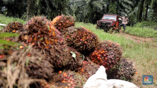 Baru Awal Pekan Harga CPO Naiknya Gak Kira-kira - CNBC Indonesia