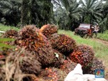 Blak-blakan Juragan Sawit RI, Tak Gentar Eropa Larang CPO
