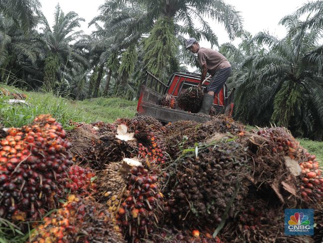  Harga  Sawit  Hari  Ini 