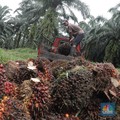 Industri Sawit 