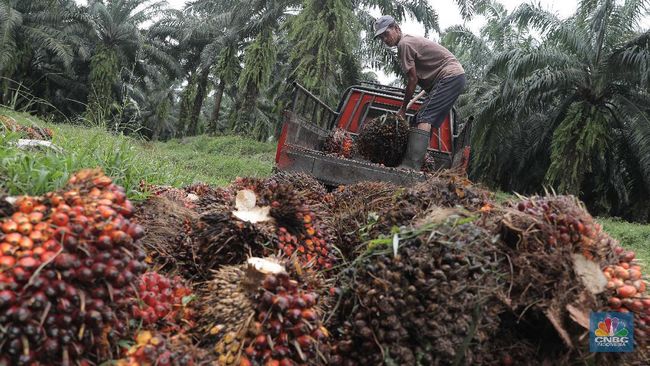 Oil Palm Farmers Are Smiling Here, CPO Price to The Moon