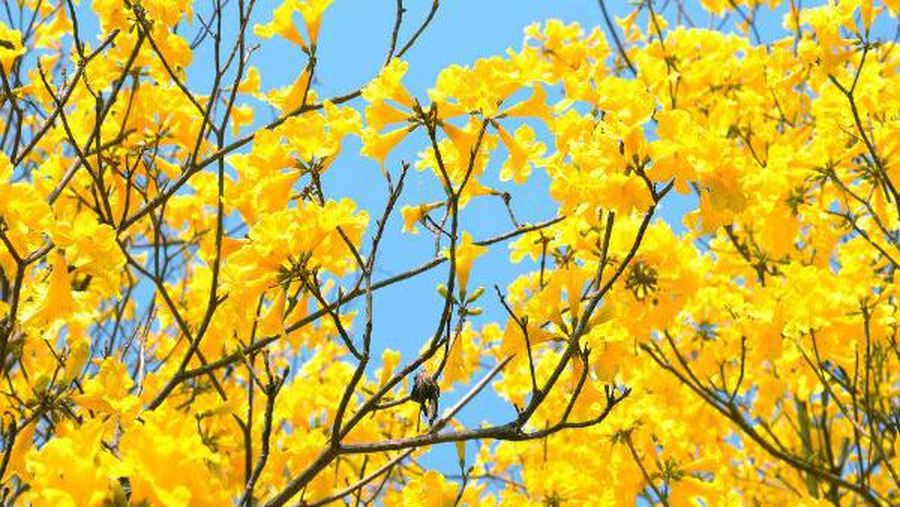 Monsoon Cassia. Ist