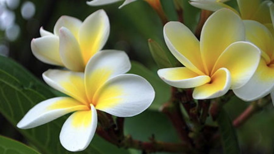 Plumeria. Ist