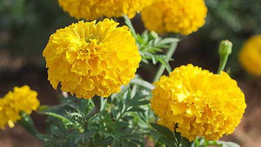 Tanaman hias Marigold. Ist