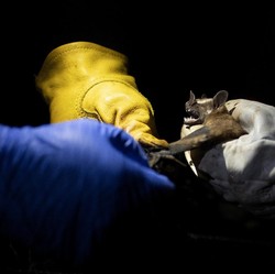 Cara Mencegah Terinfeksi Virus Nipah Versi WHO