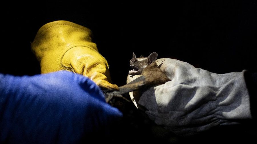 A bat hangs from a branch outside Brazil's state-run Fiocruz Institute at Pedra Branca state park, near Rio de Janeiro, Tuesday, Nov. 17, 2020. Bats are thought to be the original or intermediary hosts for multiple viruses that have spawned recent epidemics, including COVID-19, SARS, MERS, Ebola, Nipah virus, Hendra virus and Marburg virus. (AP Photo/Silvia Izquierdo)