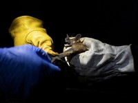 Cara Mencegah Terinfeksi Virus Nipah Versi WHO