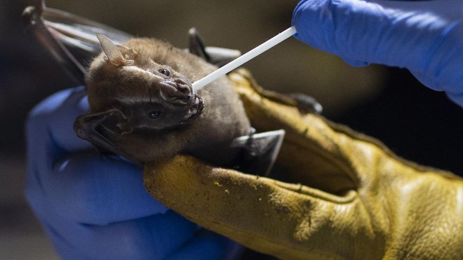 A bat hangs from a branch outside Brazil's state-run Fiocruz Institute at Pedra Branca state park, near Rio de Janeiro, Tuesday, Nov. 17, 2020. Bats are thought to be the original or intermediary hosts for multiple viruses that have spawned recent epidemics, including COVID-19, SARS, MERS, Ebola, Nipah virus, Hendra virus and Marburg virus. (AP Photo/Silvia Izquierdo)