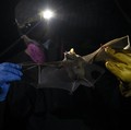 Gejala Virus Nipah yang Mirip Covid, Jangan Diabaikan!