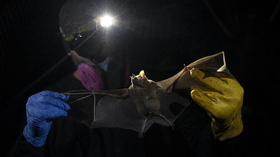 A bat hangs from a branch outside Brazil's state-run Fiocruz Institute at Pedra Branca state park, near Rio de Janeiro, Tuesday, Nov. 17, 2020. Bats are thought to be the original or intermediary hosts for multiple viruses that have spawned recent epidemics, including COVID-19, SARS, MERS, Ebola, Nipah virus, Hendra virus and Marburg virus. (AP Photo/Silvia Izquierdo)