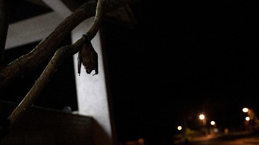 A bat hangs from a branch outside Brazil's state-run Fiocruz Institute at Pedra Branca state park, near Rio de Janeiro, Tuesday, Nov. 17, 2020. Bats are thought to be the original or intermediary hosts for multiple viruses that have spawned recent epidemics, including COVID-19, SARS, MERS, Ebola, Nipah virus, Hendra virus and Marburg virus. (AP Photo/Silvia Izquierdo)