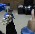 Virus Nipah Malaysia Disebut Calon Pandemi Baru, Kenapa?