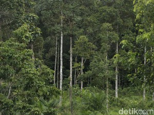 10 Manfaat Hutan Lindung dalam Kehidupan, Apa Saja?