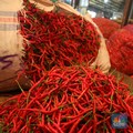 'Meledak'! Harga Cabai di DKI Rp160.000/ Kg